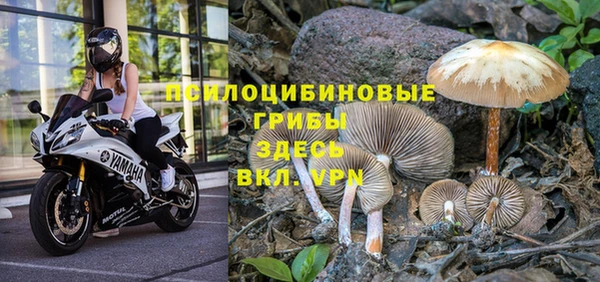 ГАЛЛЮЦИНОГЕННЫЕ ГРИБЫ Горно-Алтайск